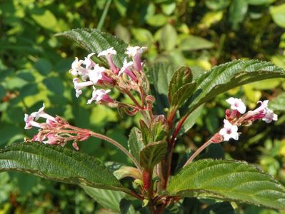 viburnum bodnantense Dawn