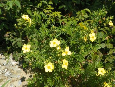 potentilla fruticosa Goldfinger