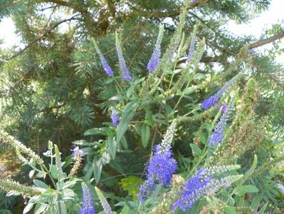 veronica spicata