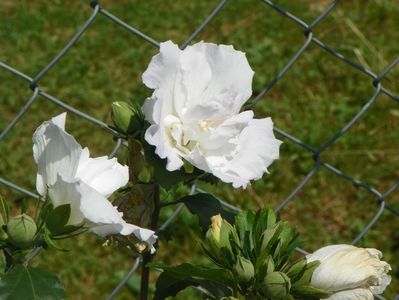 hibiscus syriacus Jeanne d'Arc