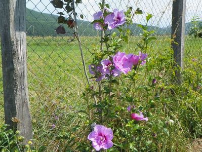 hibiscus syriacus Lavender Chiffon