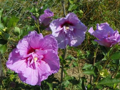 hibiscus syriacus Lavender Chiffon