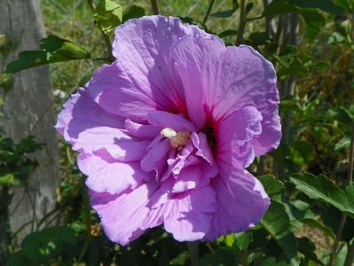 hibiscus syriacus Lavender Chiffon