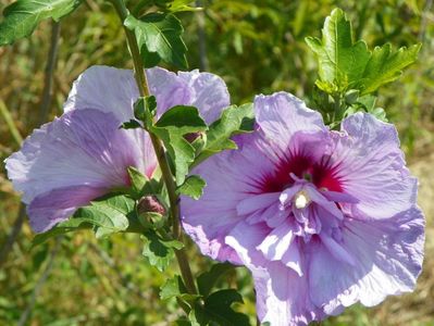 hibiscus syriacus Lavender Chiffon