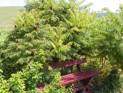 rhus typhina