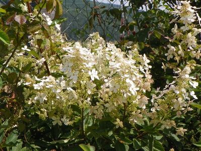 hydrangea paniculata Grandiflora