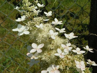 hydrangea paniculata Grandiflora