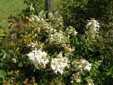 hydrangea paniculata Grandiflora