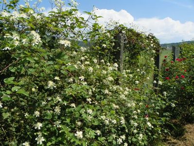 Clematis Summer Snow