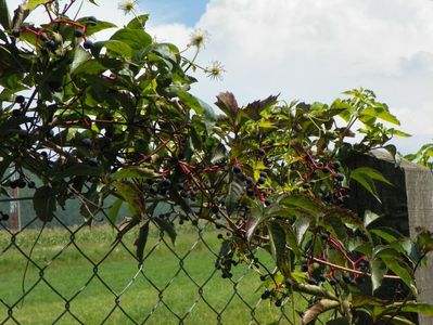 parthenocissus quinquefolia