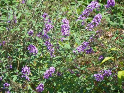 buddleja Empire Blue