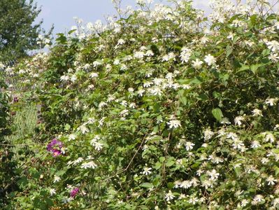 Clematis Summer Snow