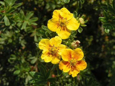 potentilla fruticosa Mango Tango