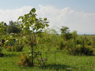 catalpa bungei