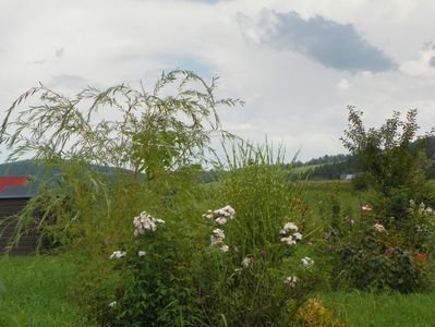 Abigail Adams si miscanthus Zebrinus