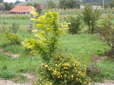 gleditsia Sunburst si potentilla Goldfinger