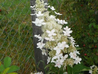 hydrangea paniculata Grandiflora