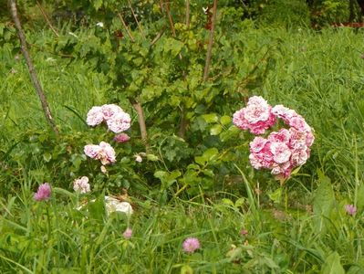 Les quattre saisons