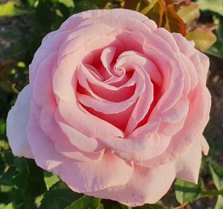 Frederic Mistral.(Teahibrid); Average rating: EXCELLENT.  
Light pink Hybrid Tea.
Registration name: MEItebros
Exhibition name: Frederic Mistral ®
Bred by Alain Meilland (1940-....) (France, before 1994).
Introduced in United Stat
