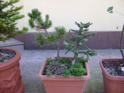 Abies pinsapo & Pinus Shizukagoten