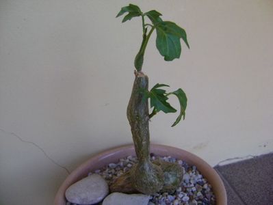 Cissus tuberosa