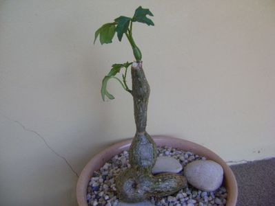 Cissus tuberosa