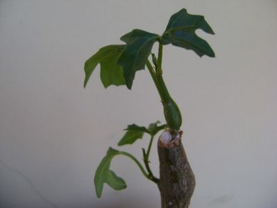 Cissus tuberosa