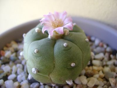 Lophophora williamsii v. jourdaniana