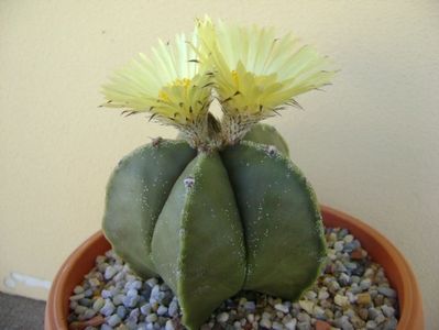 Astrophytum myriostigma