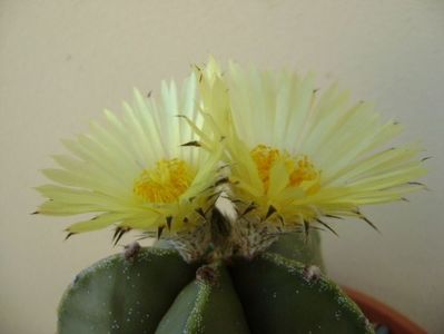 Astrophytum myriostigma