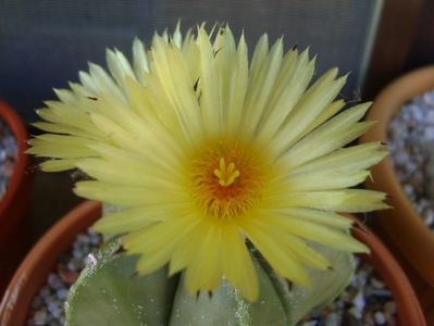 Astrophytum myriostigma