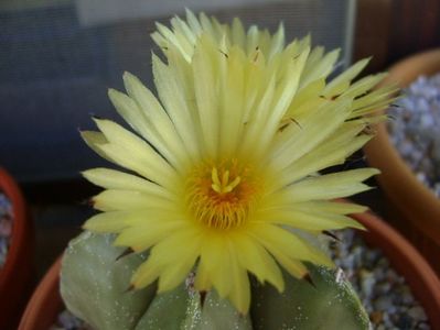 Astrophytum myriostigma