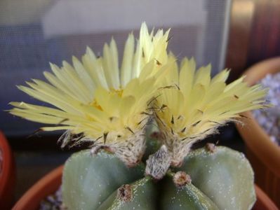 Astrophytum myriostigma