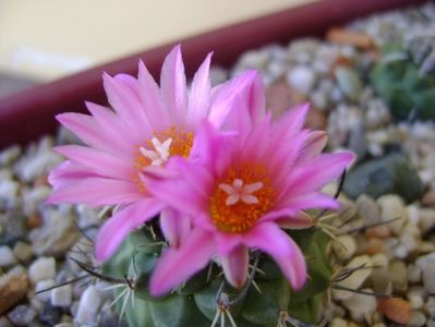 Turbinicarpus viereckii