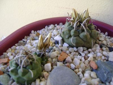 Grup de 7 Turbinicarpus; Turbini. graminispinus
Turbini. klinkerianus
Turbini. schwarzii v. rubriflorus
Turbini. pachystele
Turbini. macrochele v. screvispinum 
Turbini. macrochele v. kupcaki      
T. viereckii
