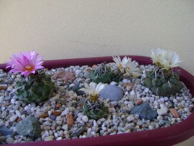 Grup de 7 Turbinicarpus; Turbini. graminispinus
Turbini. klinkerianus
Turbini. schwarzii v. rubriflorus
Turbini. pachystele
Turbini. macrochele v. screvispinum 
Turbini. macrochele v. kupcaki       
T. viereckii
