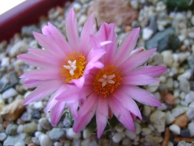 Turbinicarpus viereckii