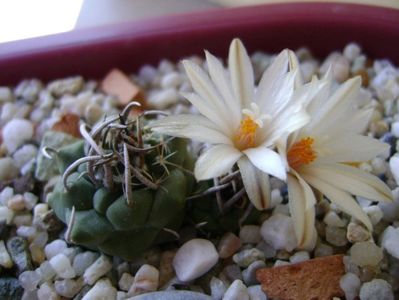 Turbinicarpus klinkerianus