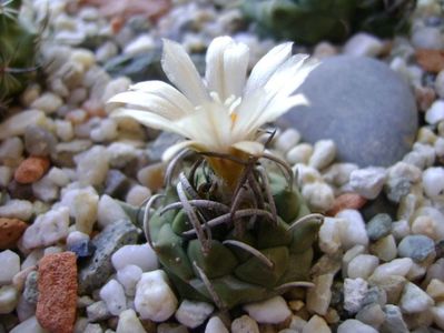 Turbinicarpus pachystele