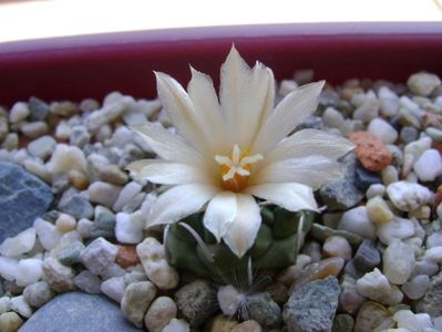 Turbinicarpus pachystele