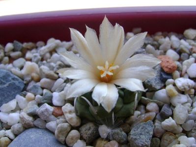 Turbinicarpus pachystele