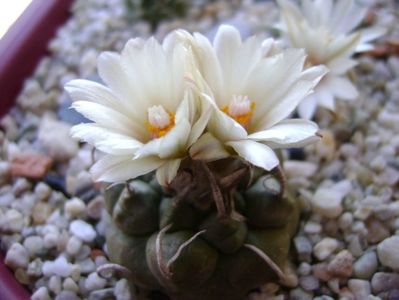 Turbinicarpus macrochele v. screvispinum