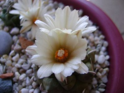 Turbinicarpus macrochele v. screvispinum