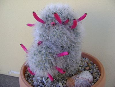 Mammillaria bocasana cv. multilanata