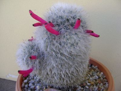 Mammillaria bocasana cv. multilanata