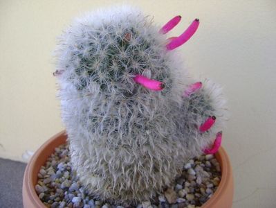 Mammillaria bocasana cv. multilanata