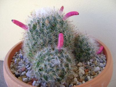 Mammillaria bocasana