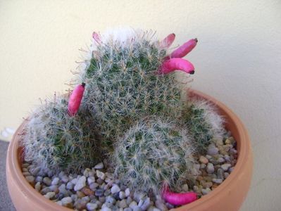 Mammillaria bocasana