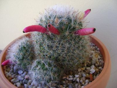 Mammillaria bocasana