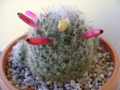 Mammillaria bocasana